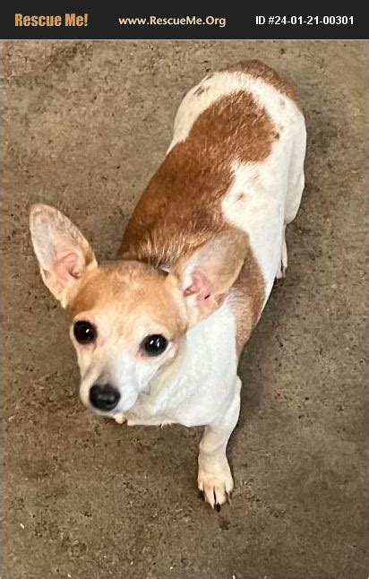 Adopt Chihuahua Rescue Lorena Tx