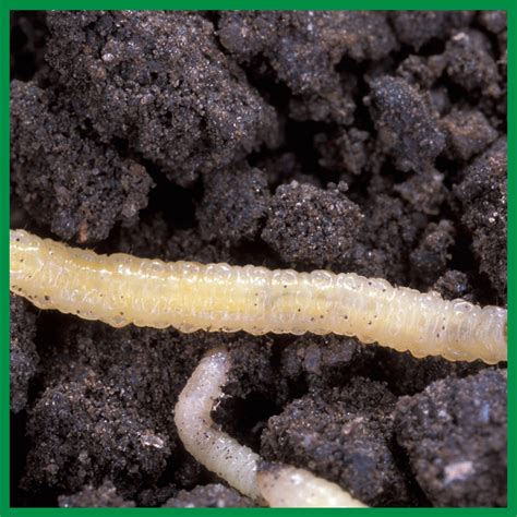 Corn Rootworm Solutions | CRW Treatment | Nematicide | BioST Nematicide ...