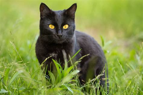 5 cat breeds with yellow eyes - betterpet