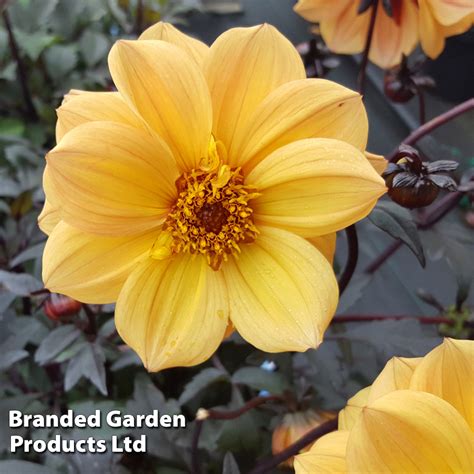 Dahlia Double Dreamy Gold Thompson Morgan