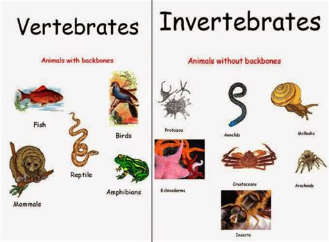 Our English Blog Vertebrates Classification
