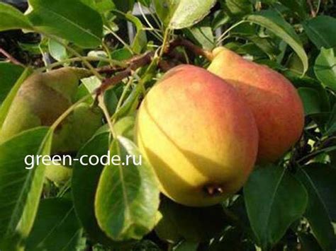 Сорт Груши Кафедральная. Купить грушу Кафедральная с закрытыми корнями ...
