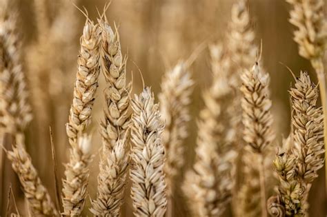 Detalle de espigas de cebada orgánica en cultivo Foto Premium