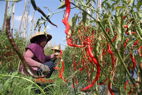 Petani Cabai Di Jombang Jual Langsung Hasil Panen Ke Pasar