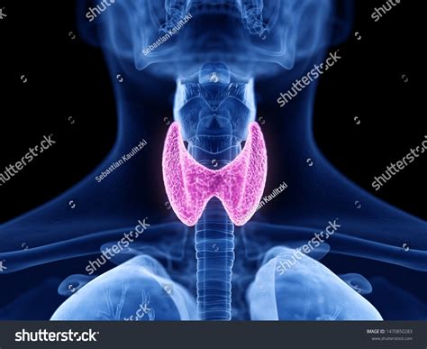 3d Rendered Medically Accurate Illustration Thyroid Stok İllüstrasyon