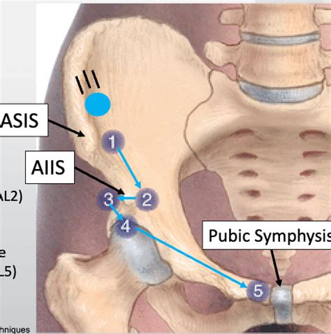 OPP Didactic Week 22 Osteopathic Diagnosis Of The Pelvis Part 1