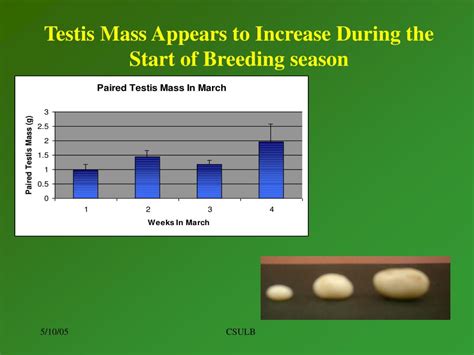 Ppt Understanding Testicular And Apoptotic Activity In Testicular Regression In Powerpoint