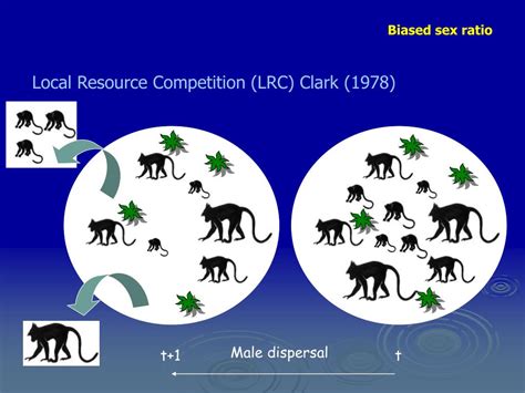 Ppt Sex Allocation Theory Powerpoint Presentation Free Download Id 3432786