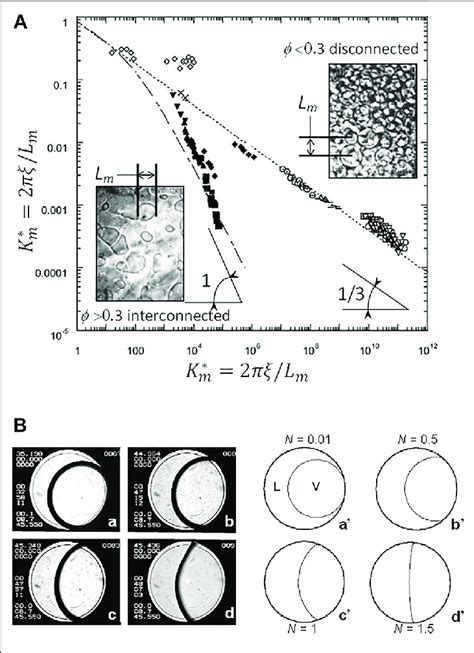 A Universal Scaled Growth Laws Of Liquid Or Vapor Domains During