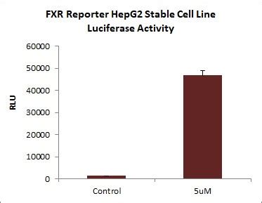 FXR Luciferase Reporter HepG2 Stable Cell Line SL 0055 Signosis