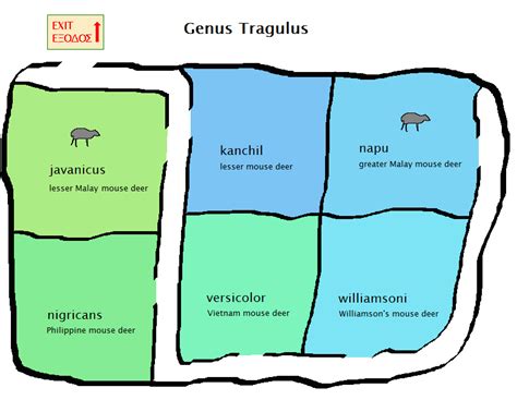 Tragulus