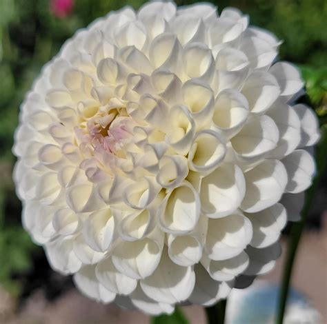 Hollyhill Miss White Delightful Dahlias Closed To Prepare For Order