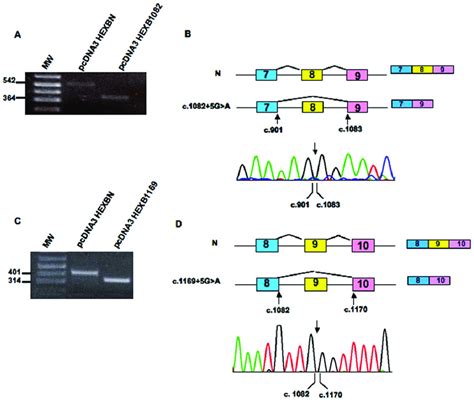 In Vitro Functional Analysis Of Mutations C G A And C G A