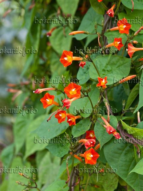 Image Red Morning Glory Ipomoea Coccinea Syn Quamoclit Coccinea