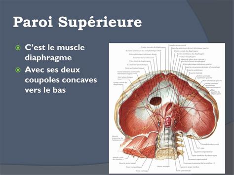 Ppt La Cavite Abdominale Et Ses Parois Powerpoint Presentation Free