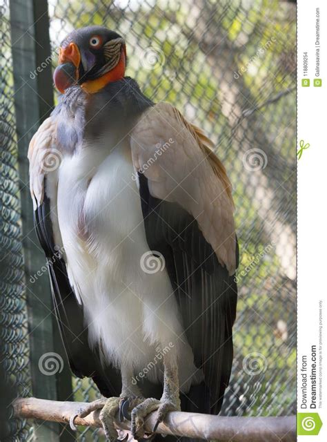 Bird In Naked Tree Branches With Blu Sky And Whispy Clouds Royalty Free