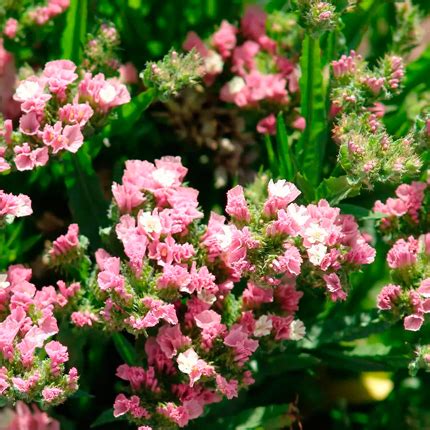 Статица: посадка, выращивание и уход в открытом грунте - Flowers.ua