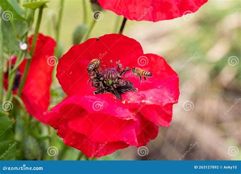 Api Su Papavero Rosso Raccolgono Polline Fotografia Stock Immagine Di