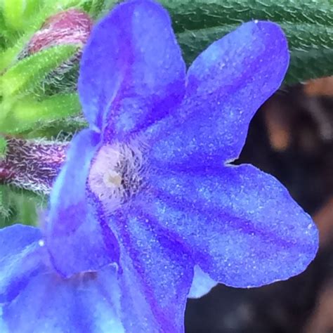 Lithodora Diffusa Grace Ward Syn Lithospermum Prostratum Grace Ward