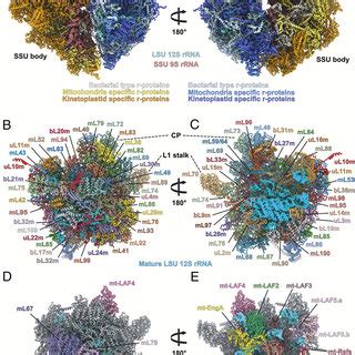 Comparison Of The Mature And Assembly Intermediate 12 RRNA Comparison