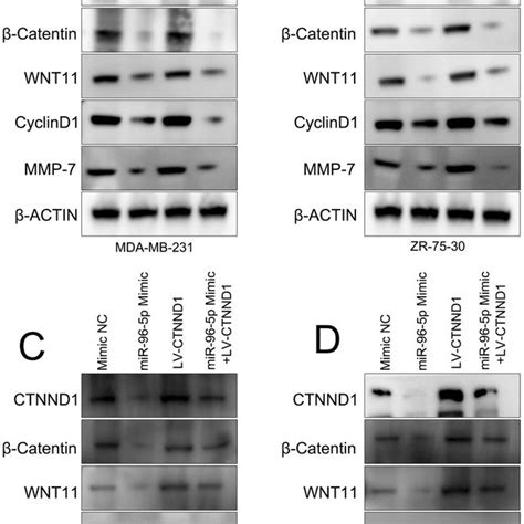 Mir 96 5p Regulates Wnt β Catenin Signaling Through Its Ability To Download Scientific Diagram