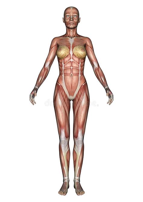 Weibliche Anatomieansicht Stock Abbildung Illustration Von Biologie