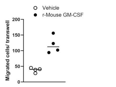 Mouse Gm Csf Protein From R D Systems Showed A Great Effect On