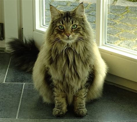 8 Cute Of Norwegian Forest Cats Black And White Norwegian Forest Cat