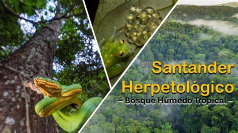 Anfibios Y Reptiles De Santander Bosque H Medo Tropical Youtube