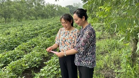 灵璧县妇联开展“爱粮兴粮节粮”主题宣传活动澎湃号·政务澎湃新闻 The Paper