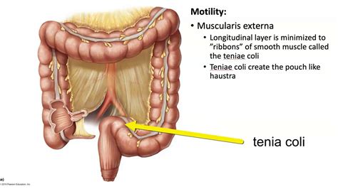 Taenia Coli