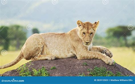 Slow Motion Of Lion In Africa Lioness On African Wildlife Safari