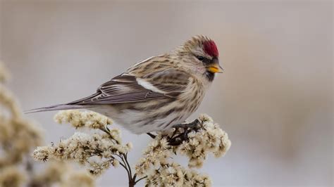 Experten Quiz Erkennen Sie diese heimischen Vögel GEO