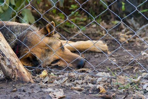 Dog Victim of Animal Abuse and Mistreatment Stock Image - Image of neglect, mistreatmentn: 125801639