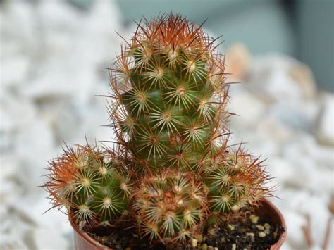 Kaktus Mammillaria Czerwona Sadzonka P 5 5 ERLI Pl