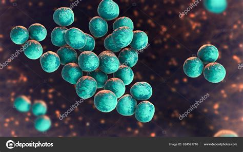 Staphylococcus Lugdunensis Bacteria Illustration Coagulase Negative