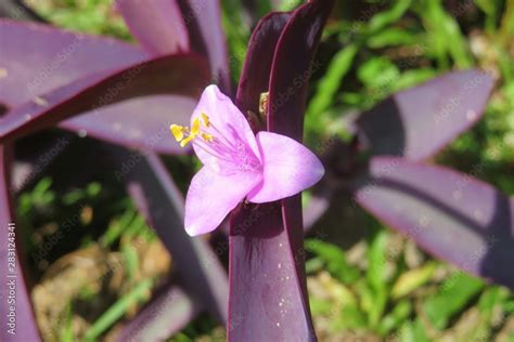 Tradescantia pallida flowers Stock Photo | Adobe Stock