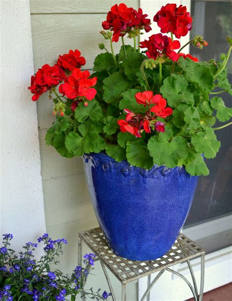 How To Grow Geraniums In Pots – 2023 – HomeDecorish