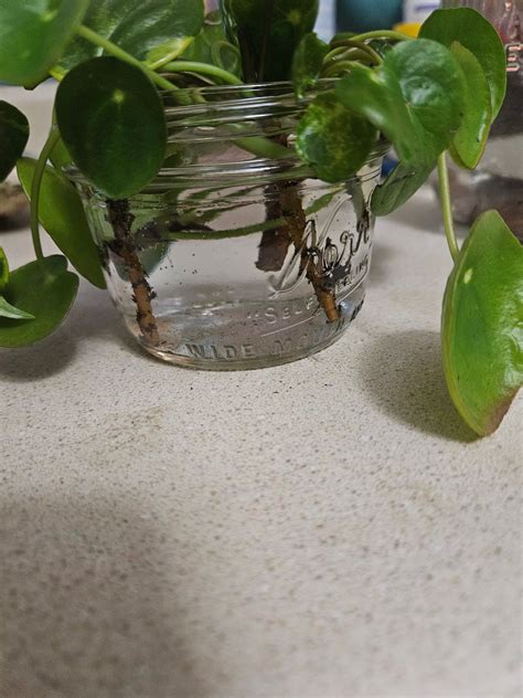 Live Chinese Money Plant Propagation 2 Cuttings - Etsy