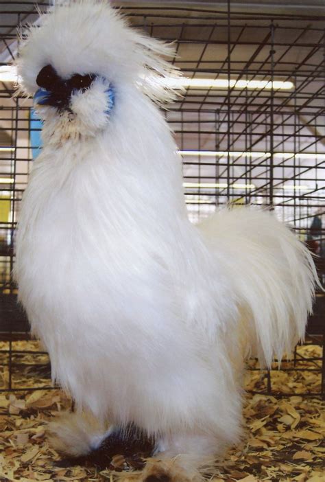 White Silkie Bantam Chickens For Sale Cackle Hatchery® Bantam Chickens Chickens Backyard