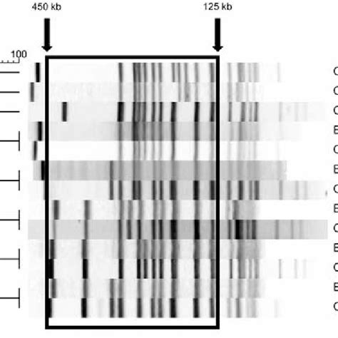 Predominant Pulsed Field Gel Electrophoresis Profiles Of