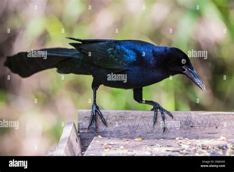 A Male Great Tailed Grackle Standing On A Bird Feeding Platform At