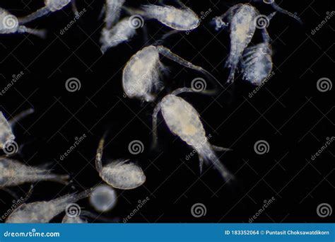 Copepod Zooplankton Are A Group Of Small Crustaceans Found In Marine