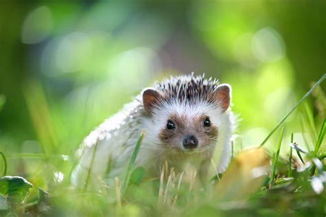 Comment Attirer Un H Risson Dans Votre Jardin En Jours Ou Moins