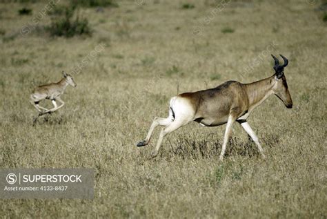 Bubal Hartebeest, Alcelaphus buselaphus, Masai Mara, Kenya, adult with young - SuperStock