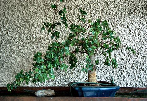 Growing Indoor Bonsai - Gardening Site