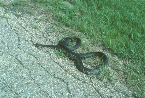 Pantherophis Spiloides Gray Rat Snake Michigan Natural Features