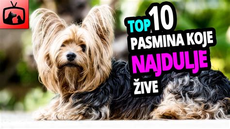 Psi Koji Najduže Žive TOP 10 Pasmina Pasa Koje Najduže Žive