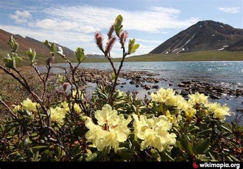 Penzhina Bay - Alchetron, The Free Social Encyclopedia