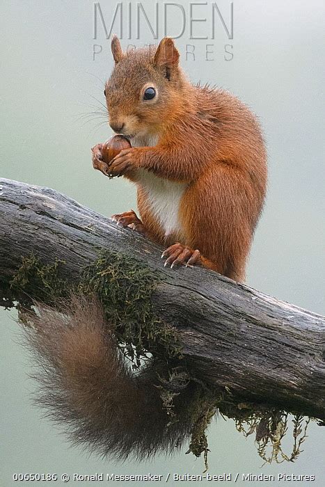 Eurasian Red Squirrel stock photo - Minden Pictures